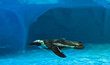 Humboldt penguin (Spheniscus humboldti) quickly swimming under b