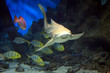 shark swimming along underwater
