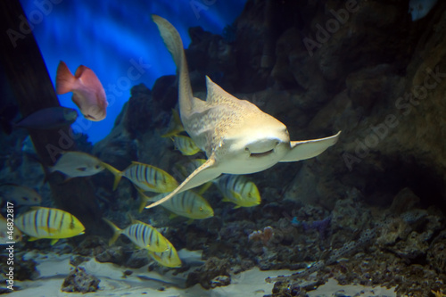 Photo: shark swimming along underwater shark swimming along underwater