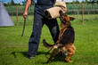 Schutzhund