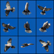 wings