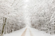 Winter landscape with road surrounded by trees