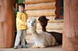 Cute little boy playing with a baby alpaca