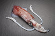 squid