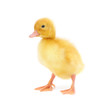 Photo: one duckling one duckling