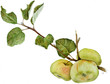Malus domestica