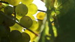 White wine grapes hanging from the tree. 5.