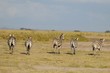 Zebre nella savana