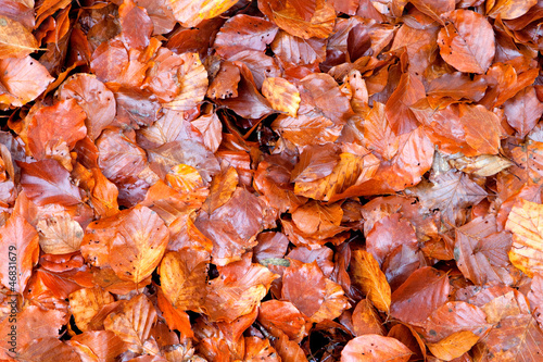 Photo: Many brown wet leaves Many brown wet leaves