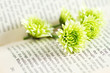 green chrysanthemum on the book close up