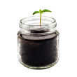 Plant growing in jar