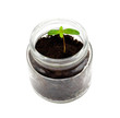 Seedling in jar
