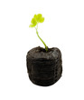 Close-up of sapling growing