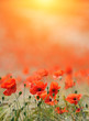 Foto: Poppies background Poppies background