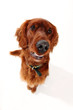 Irish seter dog, taken at fun angle with wide angle lens