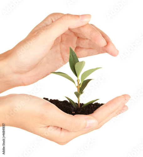 Photo: woman's hands holding a plant growing out of the ground, woman's hands holding a plant growing out of the ground,