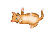spielende Katze liegend
