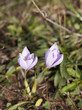 Crocus sativus
