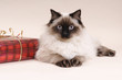 Photo: Christmas Ragdoll Christmas Ragdoll