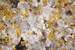Lichen on limestone