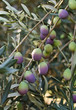 Photo: Olives Olives