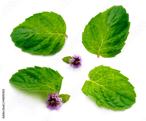 Photo: Mint leaf with flower Mint leaf with flower