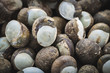 land snails
