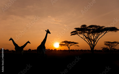 Obraz Fotograficzny Setting sun with silhouettes of Giraffes on Safari