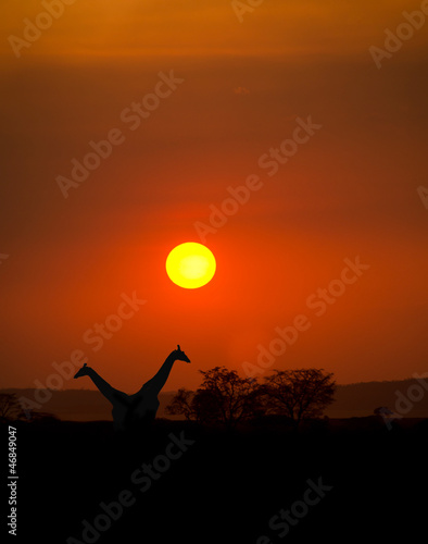 Photo: Big Setting sun with silhouettes of Giraffes Big Setting sun with silhouettes of Giraffes