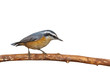 Masked Nuthatch