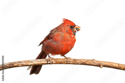 Photo: Hungry Cardinal Hungry Cardinal