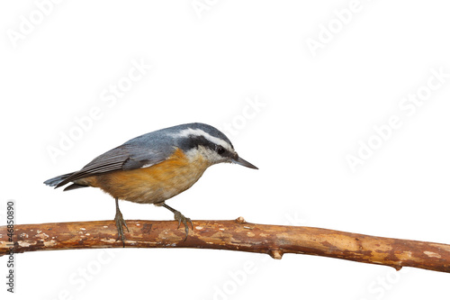 Photo: Masked Nuthatch Masked Nuthatch
