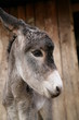 Donkey