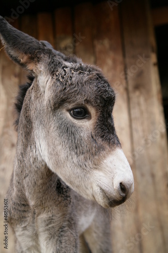 Photo: Donkey Donkey