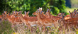 Impala antelopes, Lake Nakuru National Park, Kenya