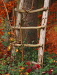 Holzleiter eines Jägerstandes