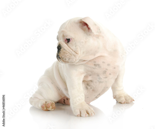 Photo: cute puppy cute puppy