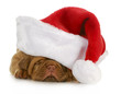 santa puppy