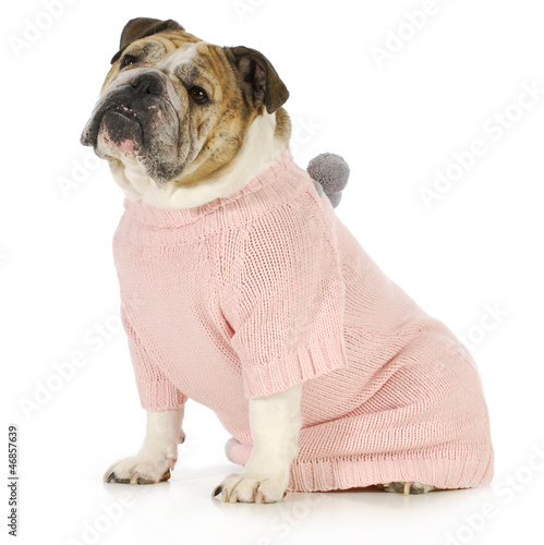 Photo: dog wearing sweater dog wearing sweater