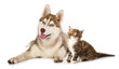 Cat and dog,  kitten  Maine Coon and  husky puppy
