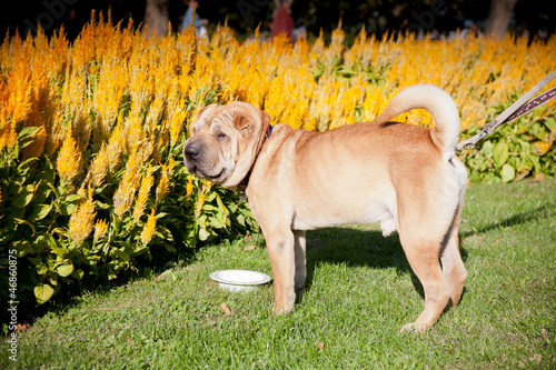 Photo: sharpei dog sharpei dog