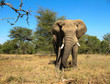 Elefant frontal