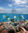 Boat alone above a coral reef with shoal of fish