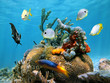 Brain coral with colorful sea sponges and fish