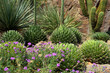 Saguaro National Park, USA..