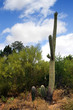 Saguaro National Park, USA..