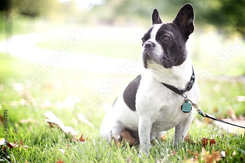 Photo: Boston Terrier Boston Terrier