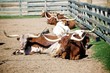 Photo: Longhorns! Longhorns!