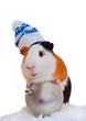 christmas guinea pig