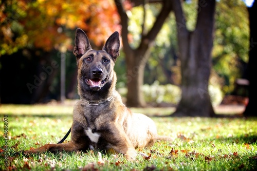 Photo: K9 Malinois K9 Malinois